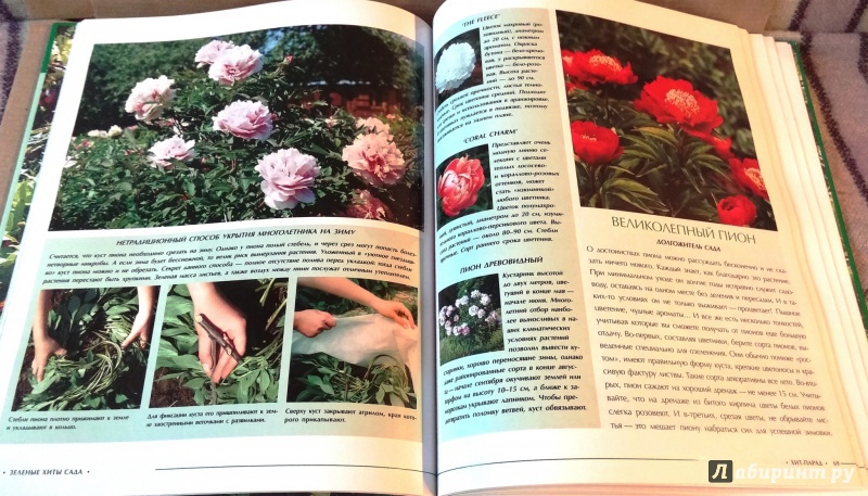 Иллюстрация 12 из 25 для Зеленые хиты сада - Ульяна Анапова | Лабиринт - книги. Источник: Бог в помощь