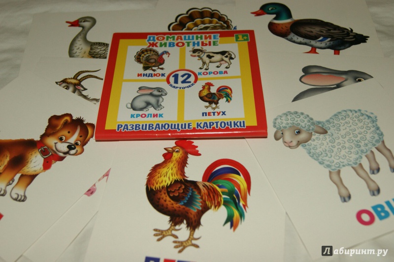 Иллюстрация 12 из 14 для Развивающие карточки "Домашние животные" (12 штук) (37272-50) | Лабиринт - книги. Источник: Лабиринт