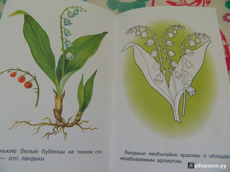Иллюстрация 18 из 21 для Раскраска "Лесные и полевые цветы" | Лабиринт - книги. Источник: Nnatalek