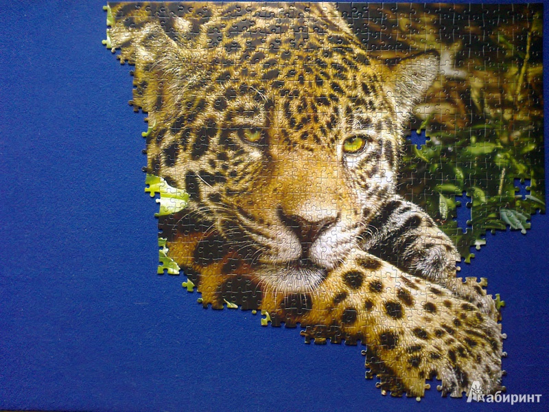 Иллюстрация 3 из 9 для Puzzle-1000 "Леопард" (C-102051) | Лабиринт - игрушки. Источник: Mousse