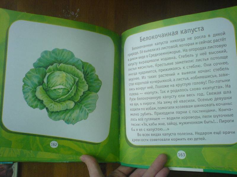 Иллюстрация 6 из 13 для Удивительные растения: Моя первая книга о природе - Инна Шустова | Лабиринт - книги. Источник: Киви