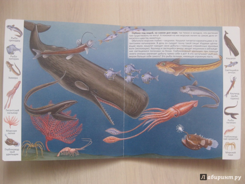 Иллюстрация 7 из 13 для Животные и растения морей и океанов | Лабиринт - книги. Источник: Ведникова  Светлана
