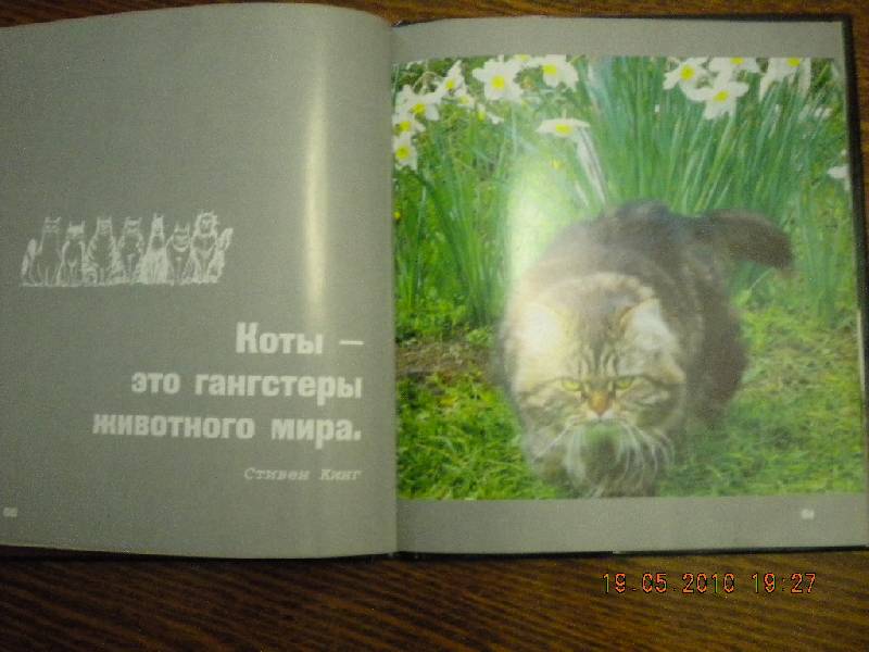 Иллюстрация 17 из 30 для Кошки - это духи, спустившиеся на землю | Лабиринт - книги. Источник: Девушка с кошкой