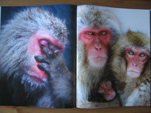 Иллюстрация 63 из 64 для Животные. Живая природа глазами фотографа - Стив Блум | Лабиринт - книги. Источник: Валька  Анна
