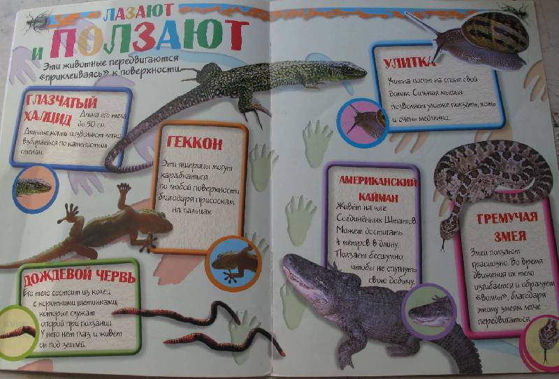 Иллюстрация 3 из 4 для Зоопарк с наклейками (синяя) | Лабиринт - книги. Источник: lirakat