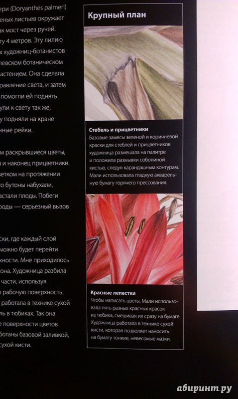 Иллюстрация 20 из 40 для Ботаника для художника. Полное руководство по рисованию растений - Сара Симблет | Лабиринт - книги. Источник: ss0263042