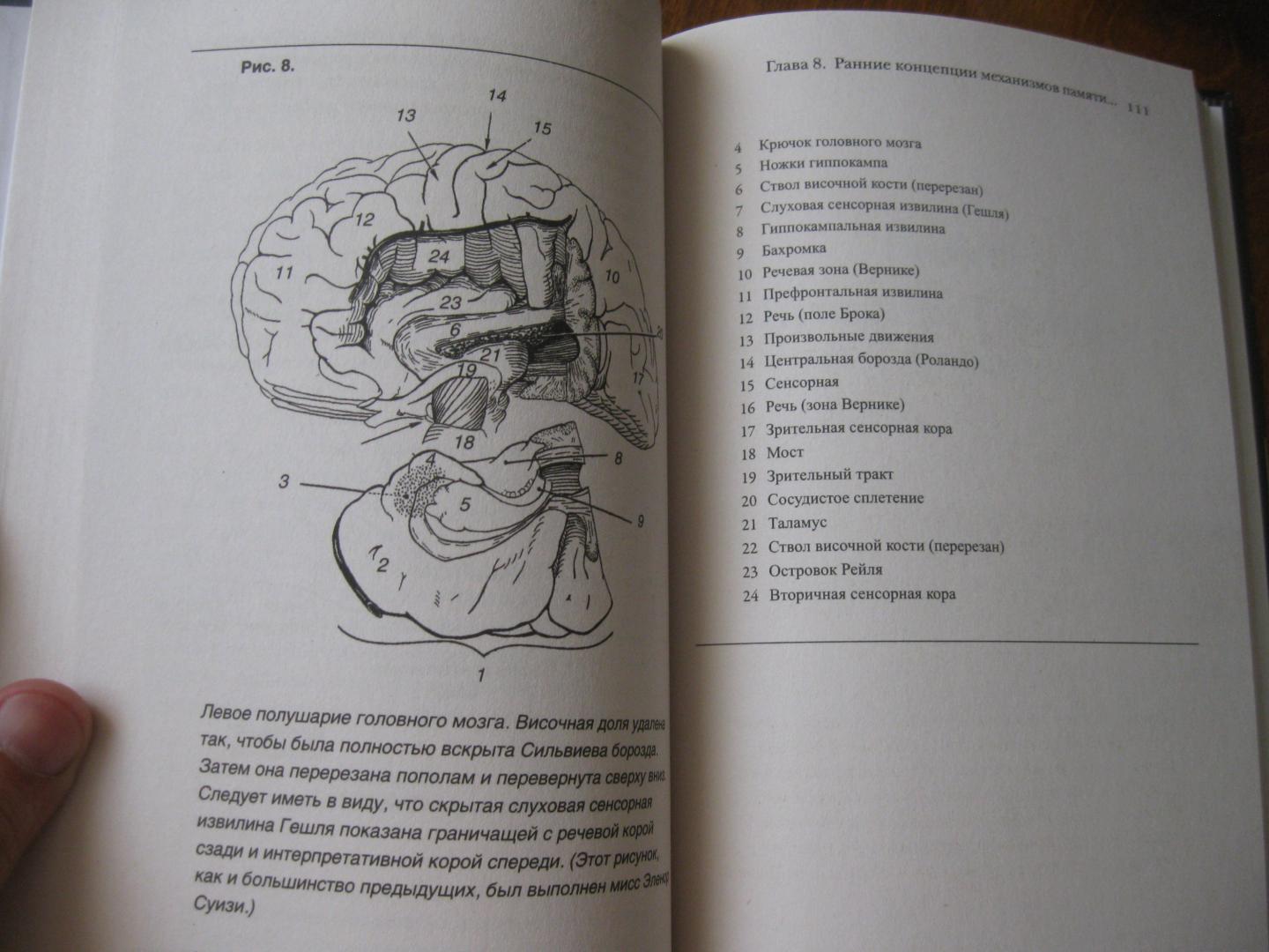 Иллюстрация 30 из 46 для Мозг. Тайны разума - Уайлдер Пенфилд | Лабиринт - книги. Источник: Колесов  Сергей Александрович