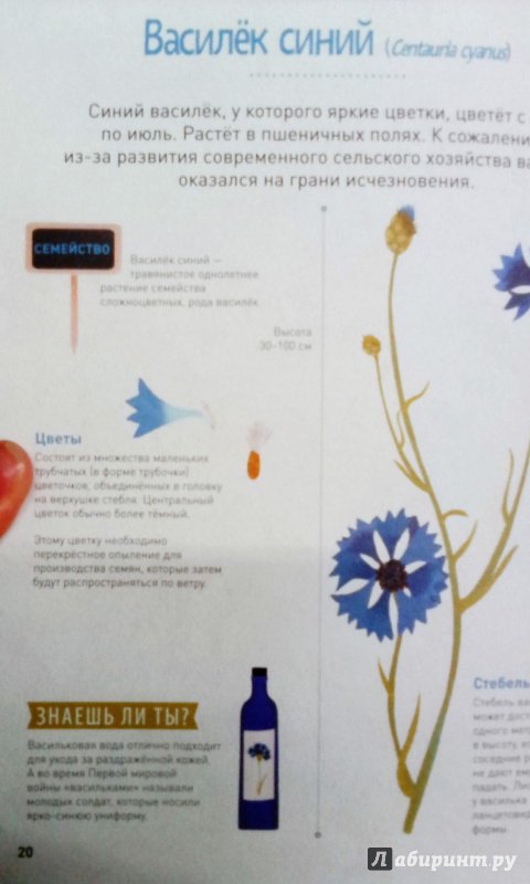 Иллюстрация 24 из 31 для Мой цветочный гербарий. Цветы и семена - Корнек Дюмон-Ле | Лабиринт - книги. Источник: Савчук Ирина