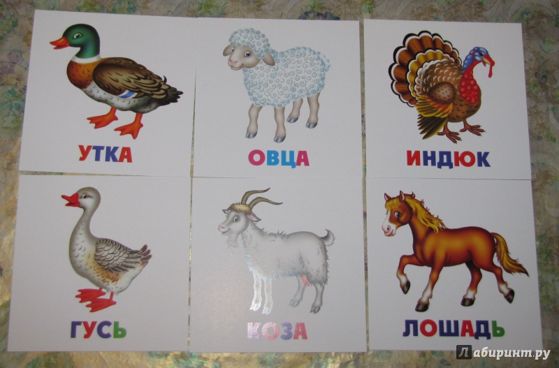 Иллюстрация 7 из 14 для Развивающие карточки "Домашние животные" (12 штук) (37272-50) | Лабиринт - книги. Источник: V  Marisha