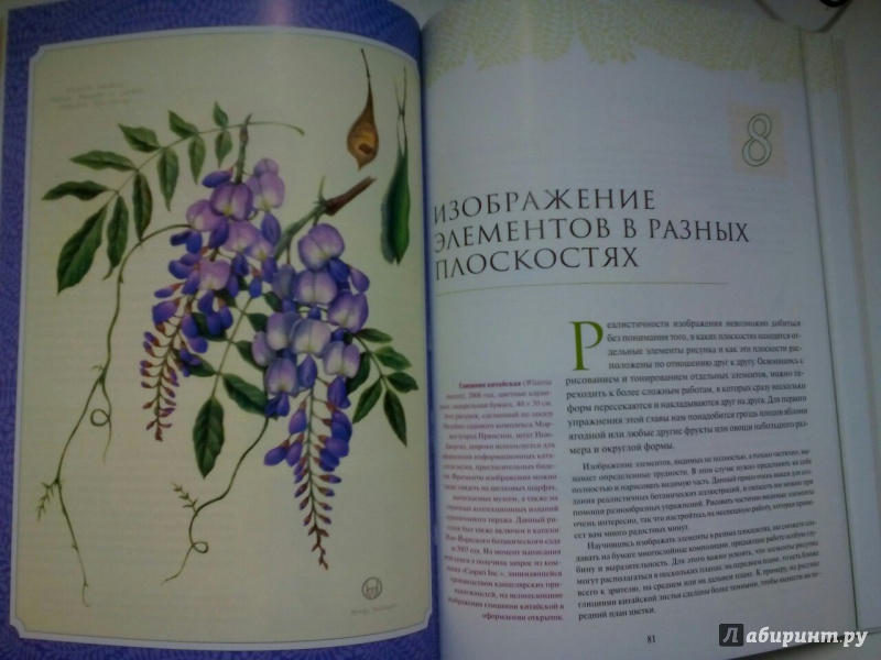 Иллюстрация 14 из 40 для Ботаническая иллюстрация - Венди Холендер | Лабиринт - книги. Источник: Брежнева  Инга