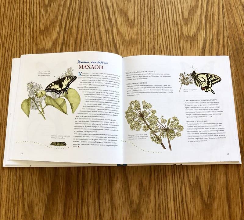 Иллюстрация 41 из 51 для Моя книга бабочек - Стефан Каста | Лабиринт - книги. Источник: S  Victoria