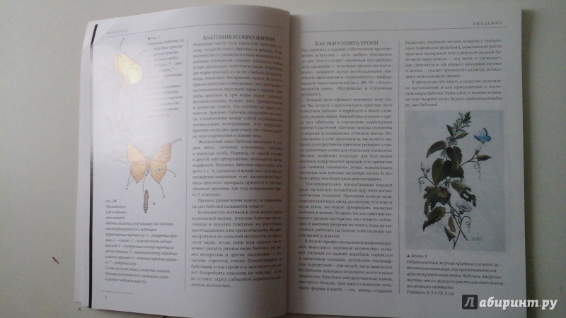 Иллюстрация 17 из 41 для Бабочки. Практическое руководство - Хелен Стивенс | Лабиринт - книги. Источник: manyaa