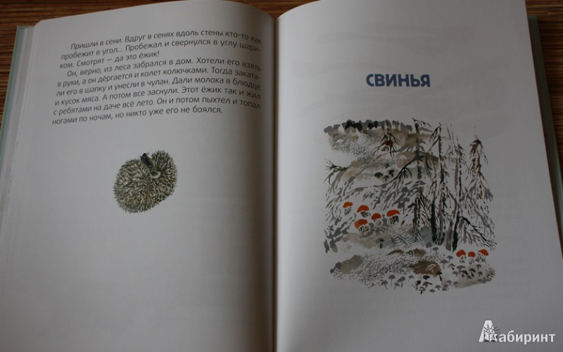 Иллюстрация 6 из 39 для Медведь-рыбак - Евгений Чарушин | Лабиринт - книги. Источник: КНИЖНОЕ ДЕТСТВО