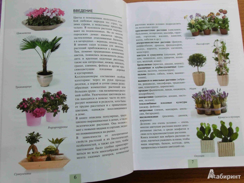 Иллюстрация 6 из 16 для Комнатные растения от А до Я - Валентин Воронцов | Лабиринт - книги. Источник: стрелка
