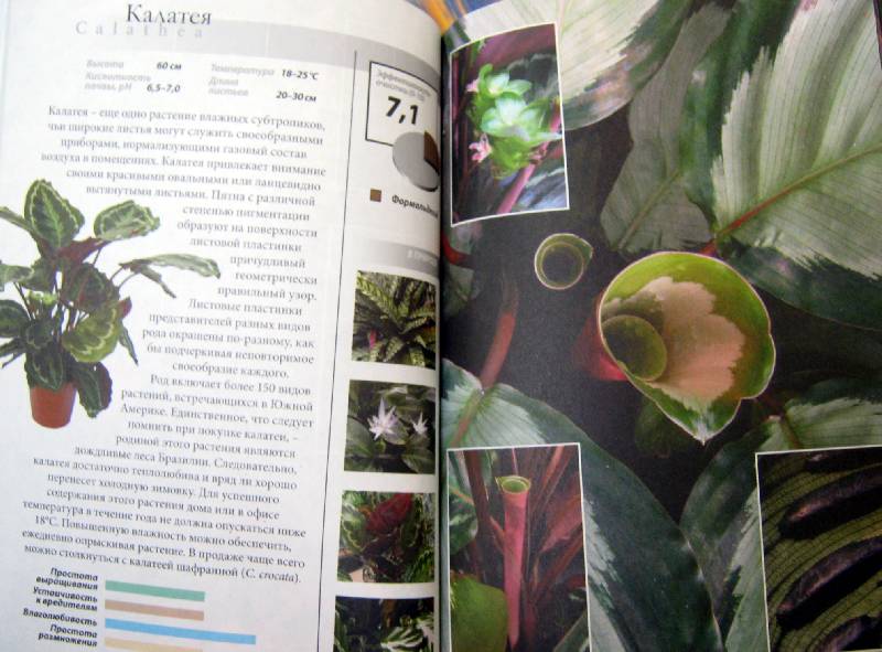 Иллюстрация 9 из 18 для Все о комнатных растениях, очищающих воздух - Неер Ян Ван дер | Лабиринт - книги. Источник: Спанч Боб