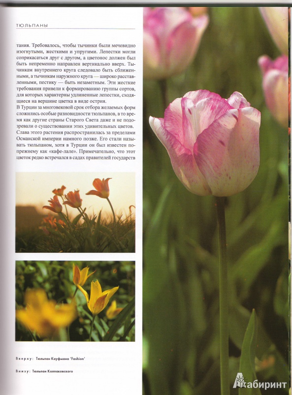 Иллюстрация 7 из 14 для Тюльпаны - Ван Дер Хорст Аренд Ян | Лабиринт - книги. Источник: Трубадур