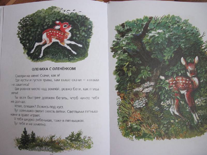 Иллюстрация 37 из 55 для Болтливая сорока - Евгений Чарушин | Лабиринт - книги. Источник: Само Совершенство