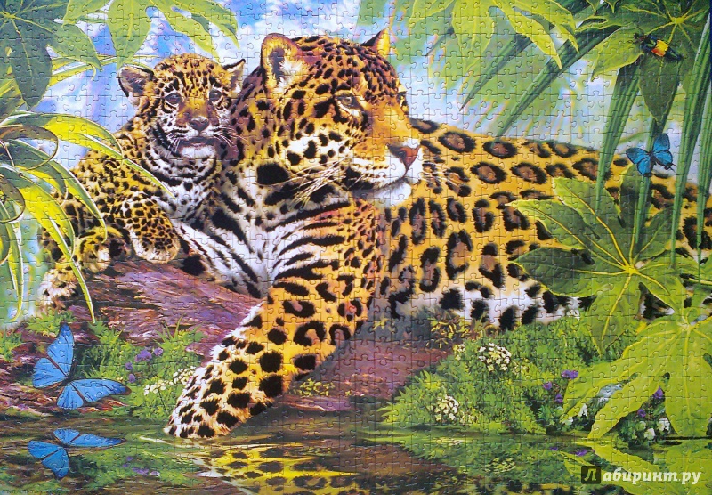 Иллюстрация 6 из 11 для Step Puzzle-1000 "Леопарды" Бархатная коллекция (79518) | Лабиринт - игрушки. Источник: Mousse