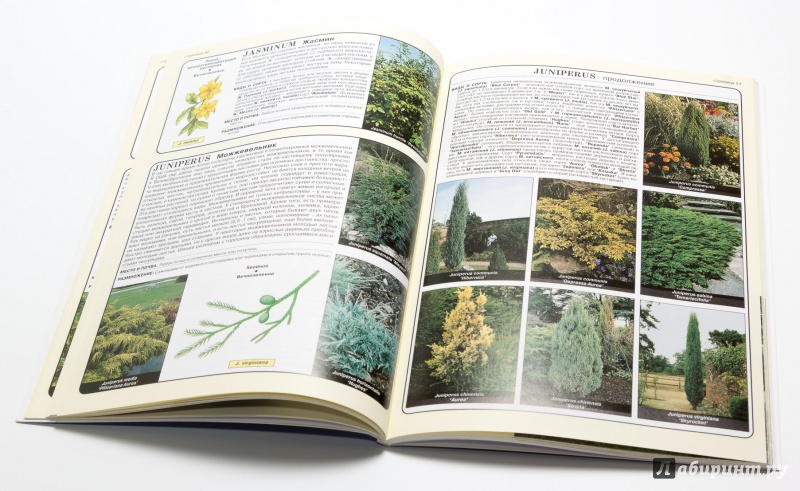 Иллюстрация 19 из 25 для Все о хвойных и вечнозеленых растениях - Дэвид Хессайон | Лабиринт - книги. Источник: DogMeat