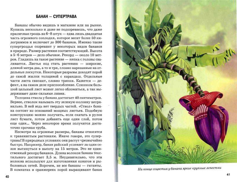Иллюстрация 14 из 54 для Самые удивительные растения - Сергей Афонькин | Лабиринт - книги. Источник: Юта
