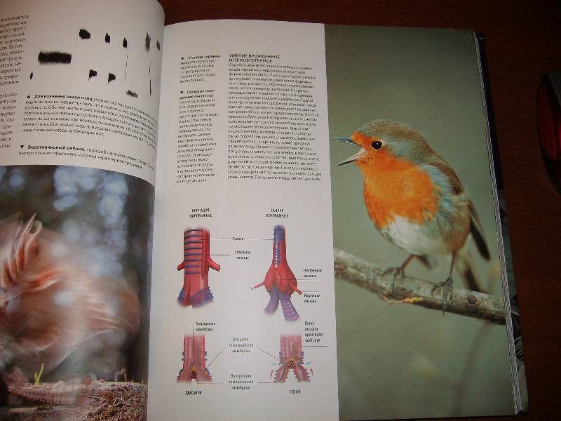 Иллюстрация 51 из 56 для В мире птиц. Энциклопедия - Джоанна Бургер | Лабиринт - книги. Источник: tatiana