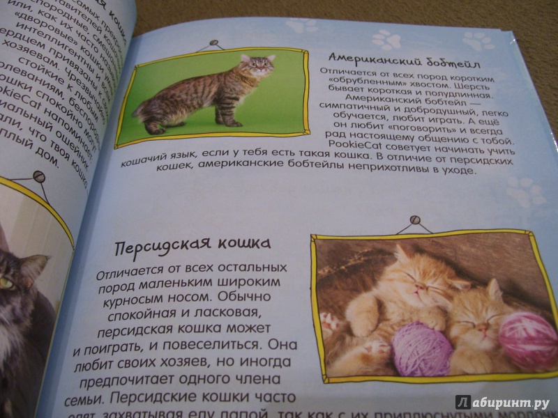 Иллюстрация 21 из 28 для Почему кот мурлычет и ещё 100 ответов на детские "почему" про кошек от PookieCat - Брюгген Ван | Лабиринт - книги. Источник: КошкаПолосатая
