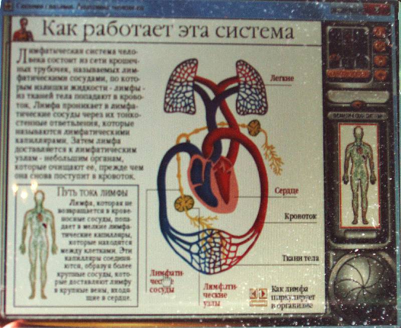 Иллюстрация 9 из 9 для Анатомия человека (CDpc) | Лабиринт - . Источник: Черезова  Светлана Васильевна