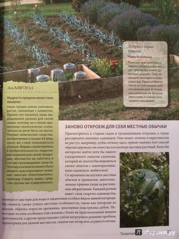 Иллюстрация 6 из 9 для Щедрый сад и огород. Экологически чистые фрукты и овощи | Лабиринт - книги. Источник: S.М.