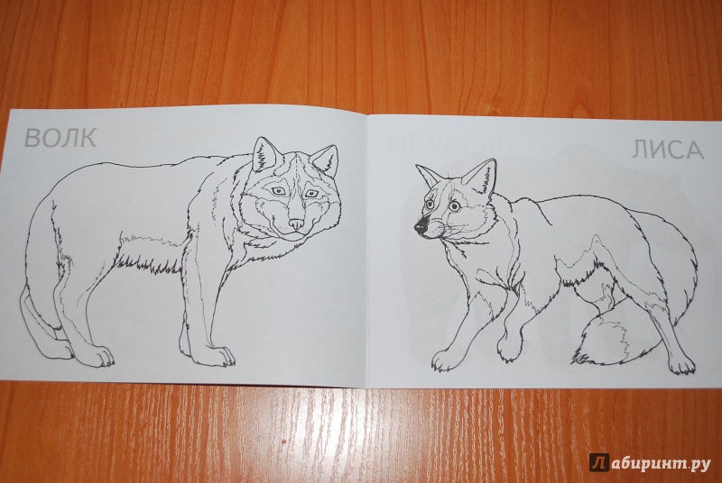 Иллюстрация 17 из 22 для Дикие животные | Лабиринт - книги. Источник: Нади