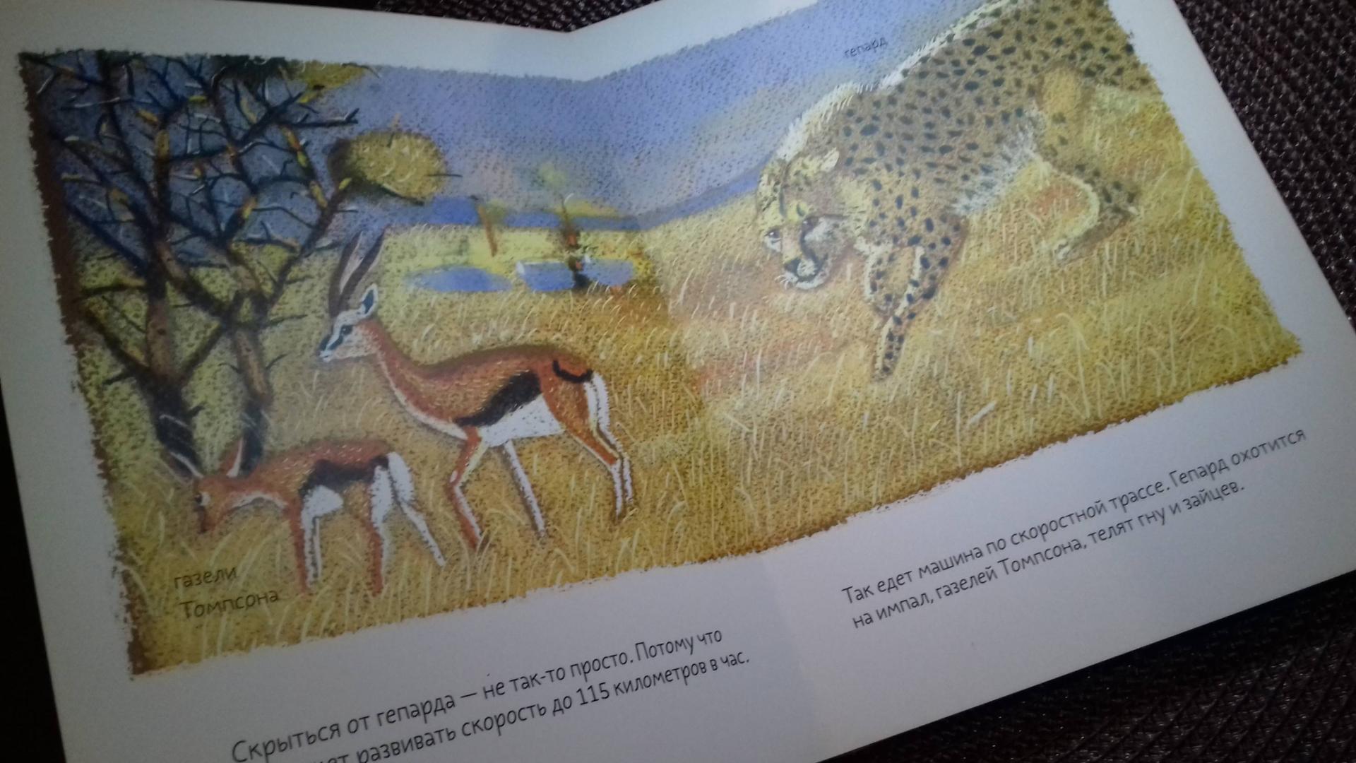 Иллюстрация 81 из 93 для Африканская саванна - Анна Веркина | Лабиринт - книги. Источник: Annet