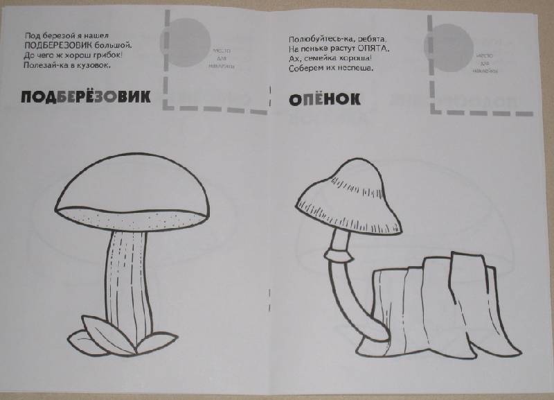 Подберезовик части речи. Раскраска грибов. Гриб раскраска. Книжка раскраска про грибы. Съедобные и несъедобные грибы раскраска.