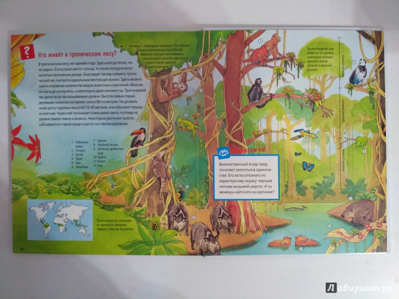 Иллюстрация 42 из 53 для Животные в лесу - Штаубер, Германн | Лабиринт - книги. Источник: Самкнулова  Ольга