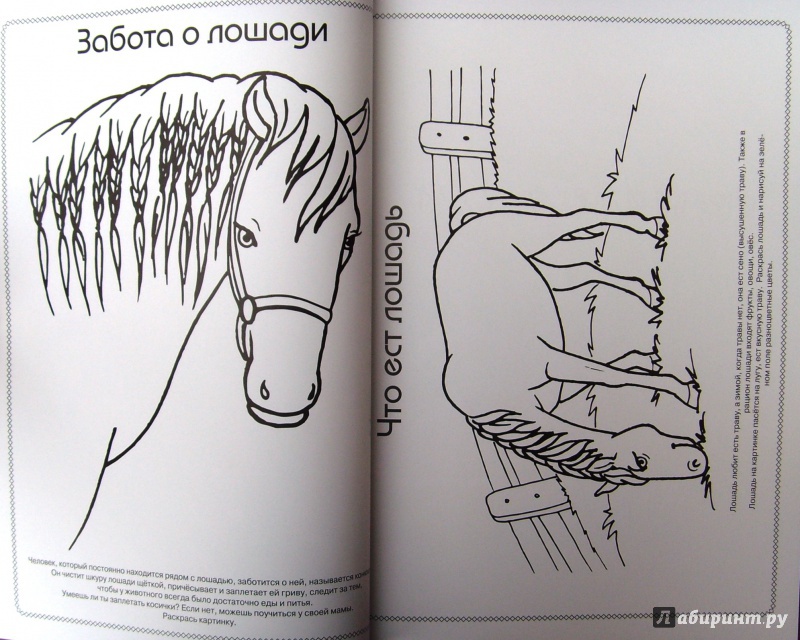 Иллюстрация 12 из 22 для Лошади - Анна Торманова | Лабиринт - книги. Источник: Соловьев  Владимир