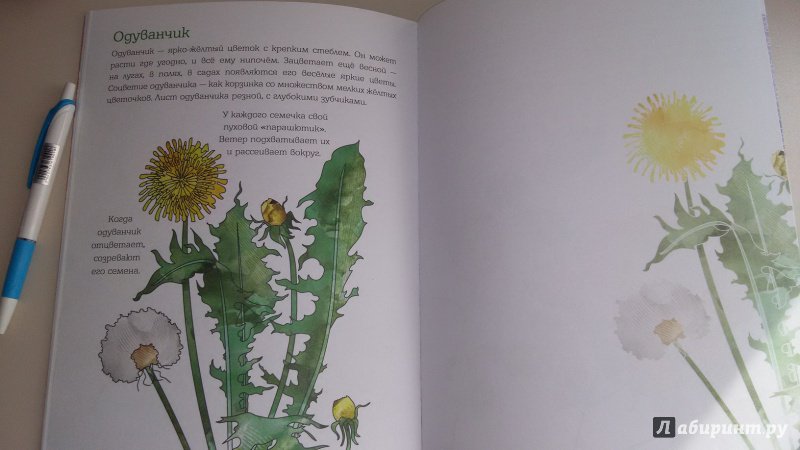 Иллюстрация 12 из 28 для Мой первый гербарий. Цветы и листья. ФГОС | Лабиринт - книги. Источник: Nyucta
