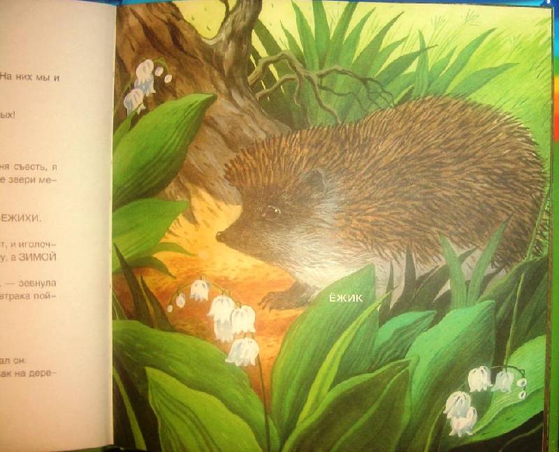 Иллюстрация 3 из 19 для Лесные животные и ежик Шуня - Татьяна Рик | Лабиринт - книги. Источник: Сокол1