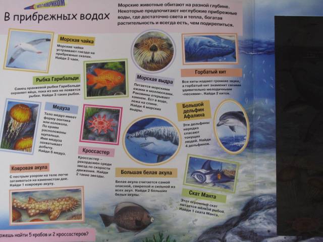 Иллюстрация 15 из 22 для Охота с фонариком: Морские животные | Лабиринт - книги. Источник: Nemertona