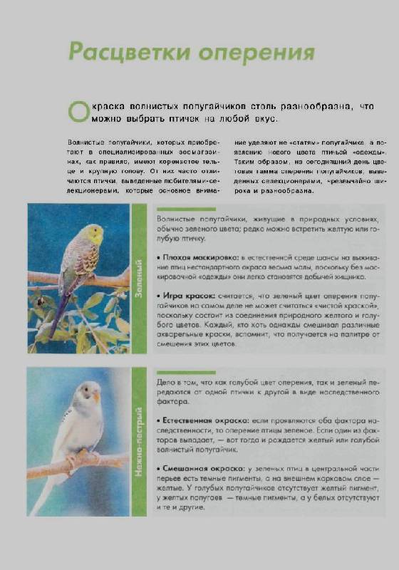 Иллюстрация 9 из 14 для Волнистые попугайчики - Курт Колар | Лабиринт - книги. Источник: Юта
