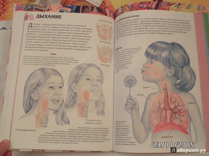 Иллюстрация 30 из 52 для Детский атлас анатомии - Винченцо Гуиди | Лабиринт - книги. Источник: Зак  Елена Александровна