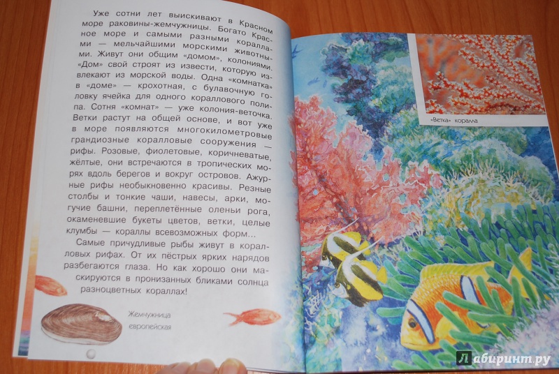 Иллюстрация 3 из 15 для Как увидеть морское дно? - Александр Тамбиев | Лабиринт - книги. Источник: Нади