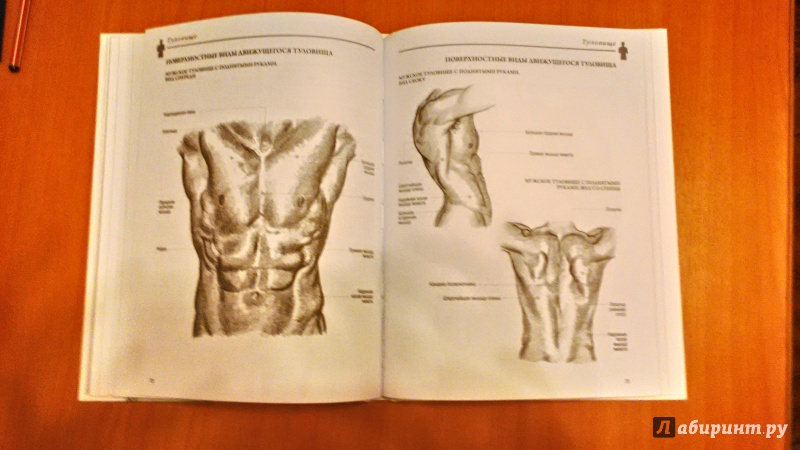 Иллюстрация 24 из 52 для Анатомия для художников - Баррингтон Барбер | Лабиринт - книги. Источник: Ольгуша