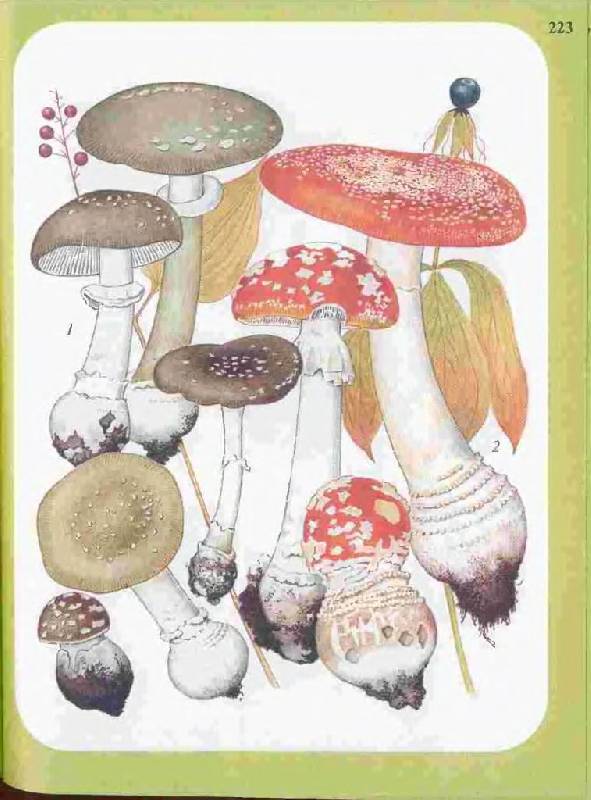Иллюстрация 19 из 33 для Большой определитель грибов - Александр Юдин | Лабиринт - книги. Источник: Юта