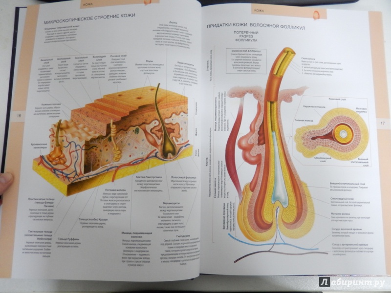 Иллюстрация 5 из 8 для Анатомический атлас. Основы строения и физиологии человека | Лабиринт - книги. Источник: dbyyb