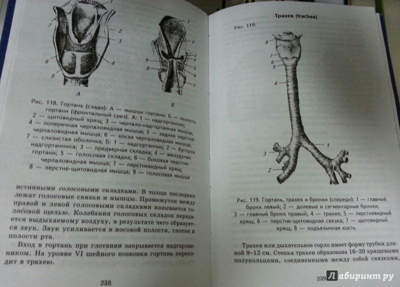 Иллюстрация 8 из 23 для Анатомия и физиология человека с основами общей патологии - Александр Швырев | Лабиринт - книги. Источник: Den