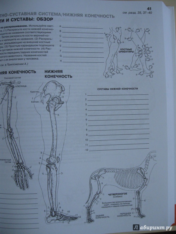 Иллюстрация 24 из 65 для Анатомия человека. Атлас-раскраска - Элсон, Кэпит | Лабиринт - книги. Источник: В.