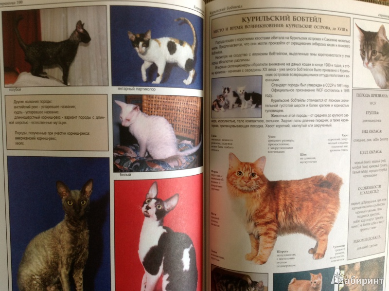 Иллюстрация 1 из 39 для Все о породах кошек - Джульетта Мей | Лабиринт - книги. Источник: Потапова  Olga