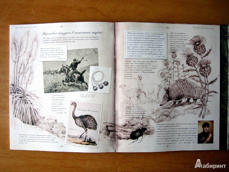 Иллюстрация 39 из 54 для Чарлз Дарвин и путешествие на "Бигле" - Твист, Вуд | Лабиринт - книги. Источник: Валерия