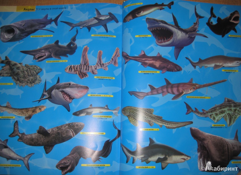 Иллюстрация 6 из 11 для Животные морей и океанов - Кармен Родригес | Лабиринт - книги. Источник: So_va