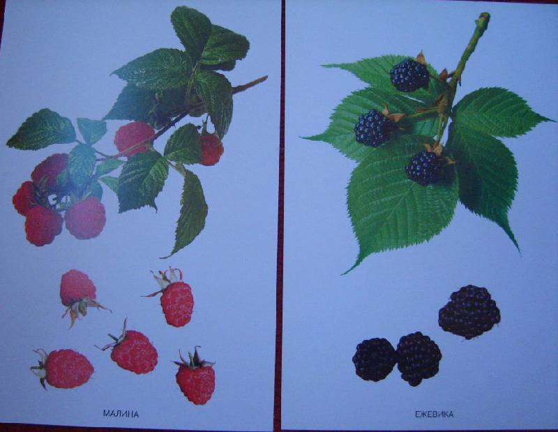 Иллюстрация 10 из 24 для Расскажите детям о садовых ягодах | Лабиринт - книги. Источник: Tatka