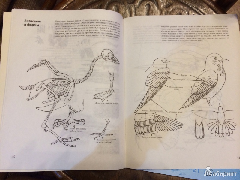 Иллюстрация 2 из 27 для Учитесь рисовать птиц - Дэвид Браун | Лабиринт - книги. Источник: Яковлева  Вера Сергеевна