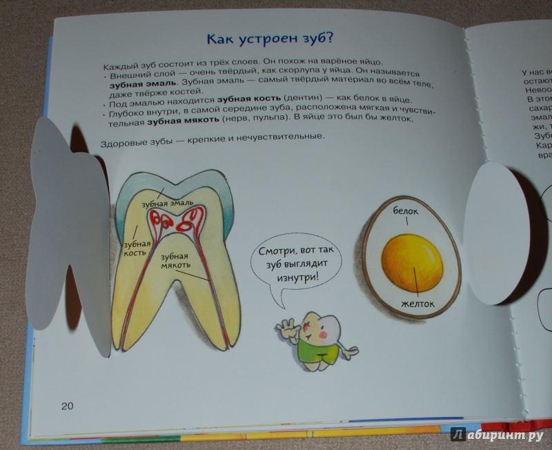 Иллюстрация 44 из 145 для Зубная книга. Все о твоих молочных зубах - Ивона Радюнц | Лабиринт - книги. Источник: Книжный кот